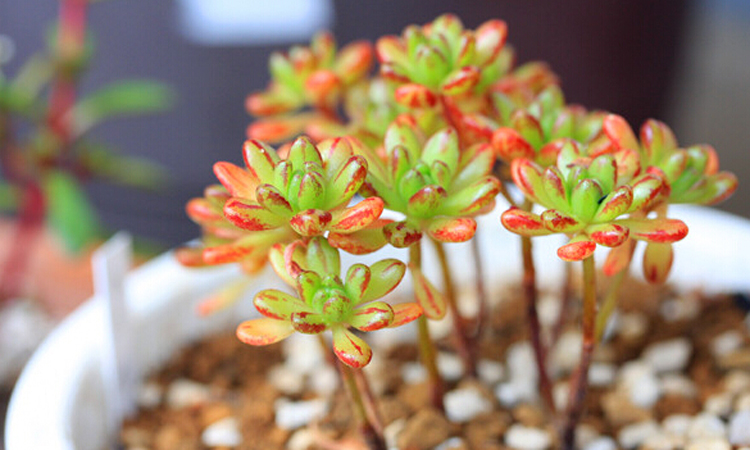 多肉防小人,多肉植物招小白虫怎么防治