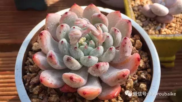 多肉为什么比较坑,多肉基础知识详解