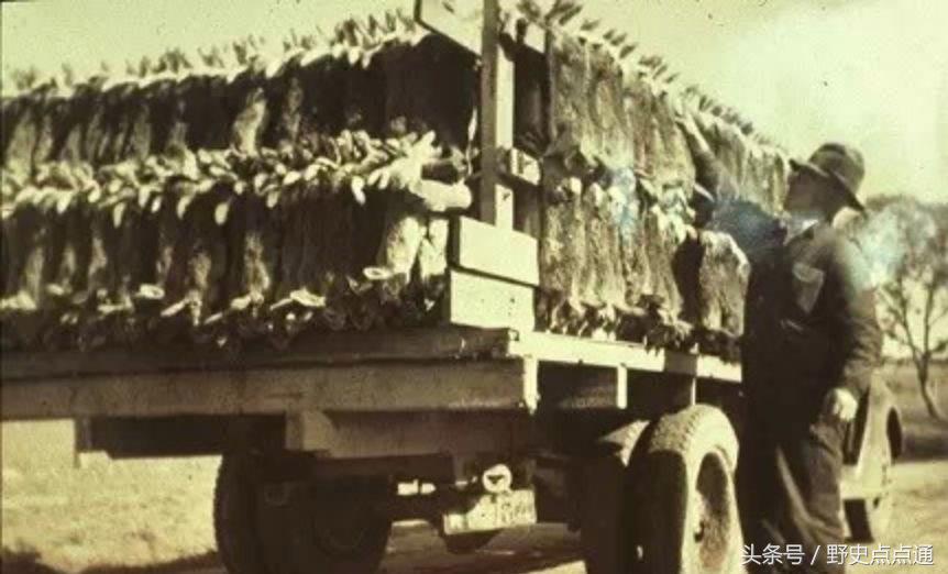 兔子曾给人类带来的灾害,英国人把24只兔子带到澳洲