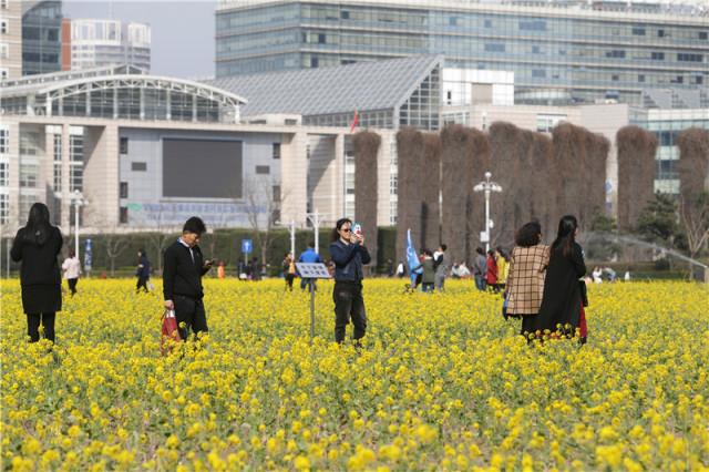大美泰达满地灿烂！花期易逝，千金不换，还不快来！