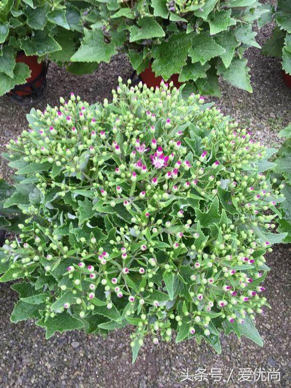 瓜叶菊怎么养才会爆盆视频,瓜叶菊见太阳晒蔫怎么办