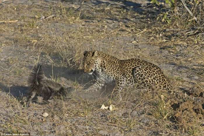 真实记录猎豹在森林中猎食,豹子偷袭小蜜獾