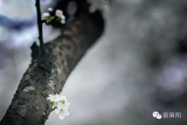 春天第一花麻阳,故乡最先盛开的是什么花