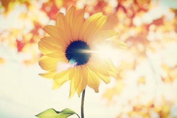 你知道花语和名字吗,大家知道花语都是哪些吗