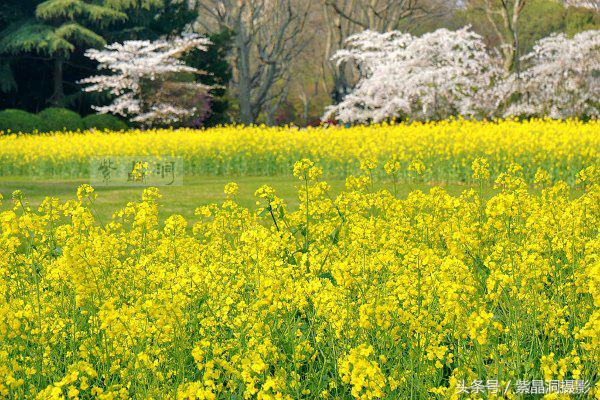 上海看樱花公园,上海看樱花去同济大学
