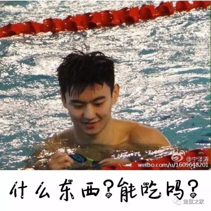 鸡不撒尿为什么喝水没事,天竺鼠几乎不喝水