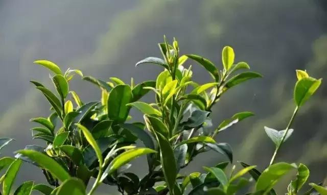 信阳师范学院更名为毛尖大学可好？