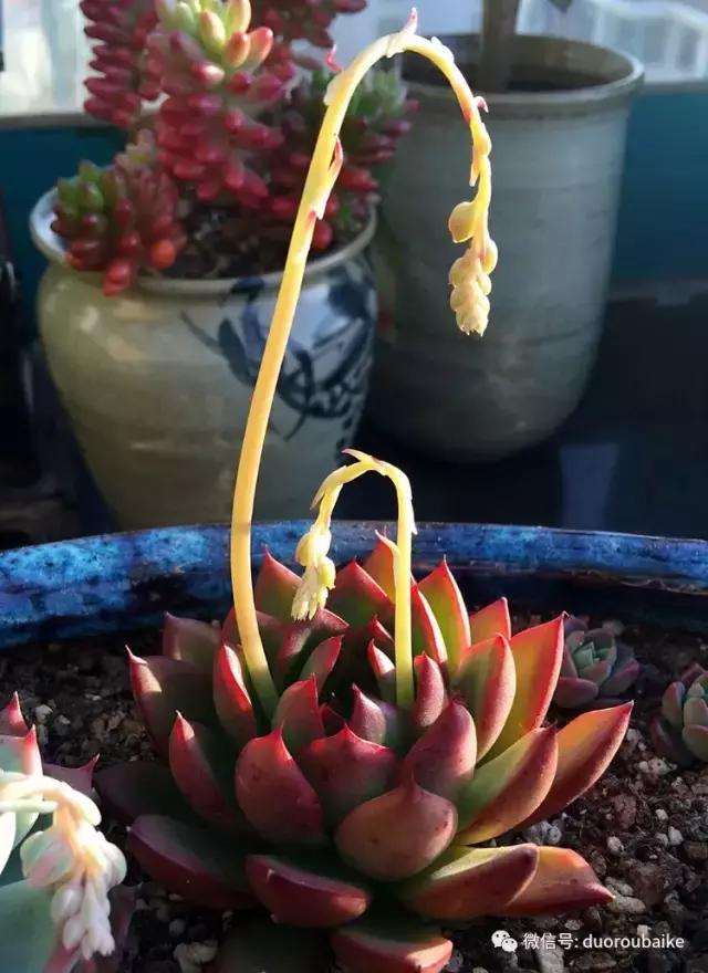 那些年我养过的多肉,这些年养过的花花草草