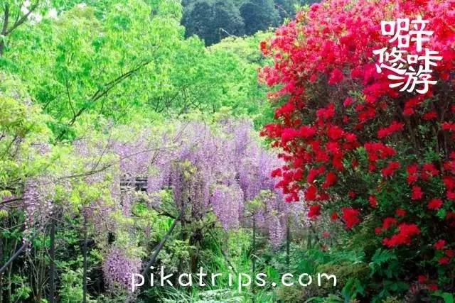 日本赏樱花最美的地方,日本春天看樱花攻略