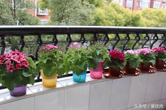 瓜叶菊怎么养才会爆盆视频,瓜叶菊见太阳晒蔫怎么办