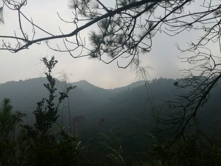 到中山的千年古刹古香林寺旧址周边山林探秘，感觉大自然太美啦