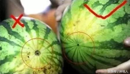 瓜农如何辨别西瓜是否成熟,如何看西瓜生瓜