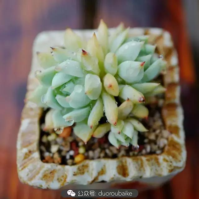 春雨多肉精品,包邮区的多肉