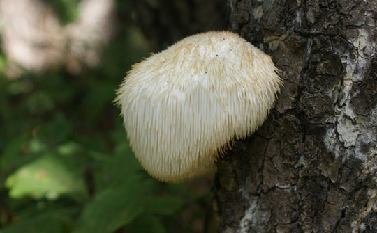 脾胃不适怎么吃水果,春季吃什么菜对脾胃好