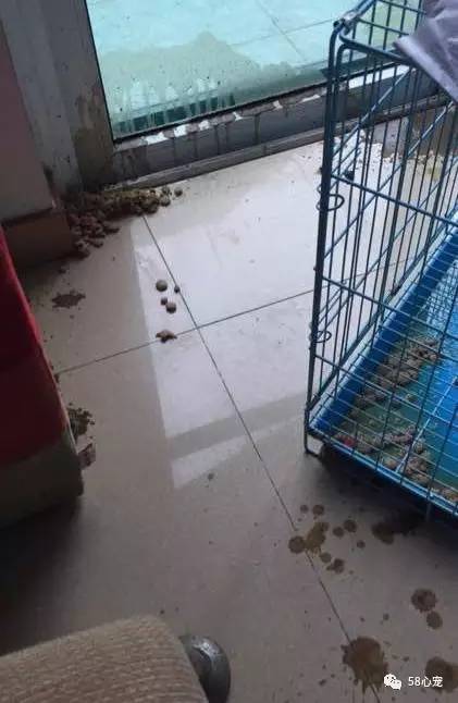 我是怎样把狗养死的：狗狗偷吃了1斤葡萄，差点被死神带走