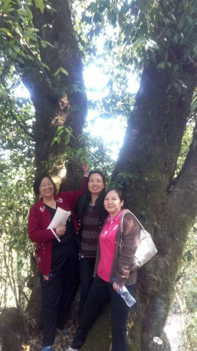 禄劝九龙石牛山原始森林,云南禄劝县团街镇卓干山原始森林