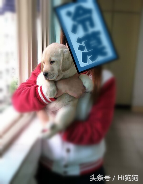 拉布拉多领养现场选出新主人,大骨架拉布拉多幼崽领养