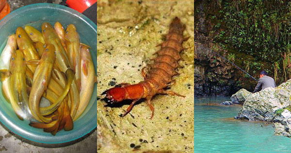 钓鱼的小虫子，有鱼必上钩，被誉为“动物人参”