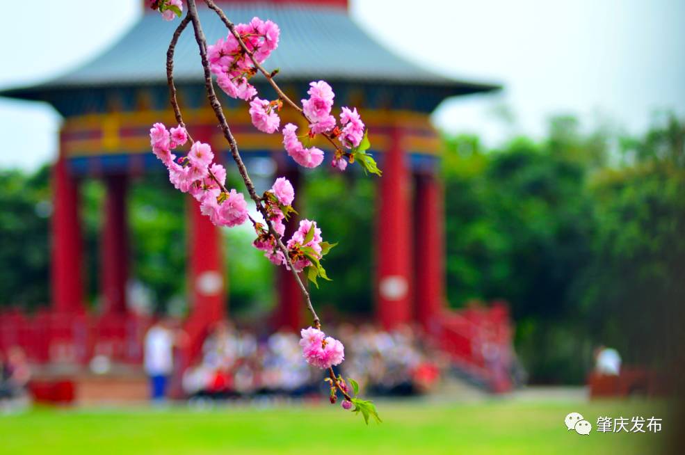 春暖花开正是踏青赏花的好时节,肇庆春日赏花的地方图片