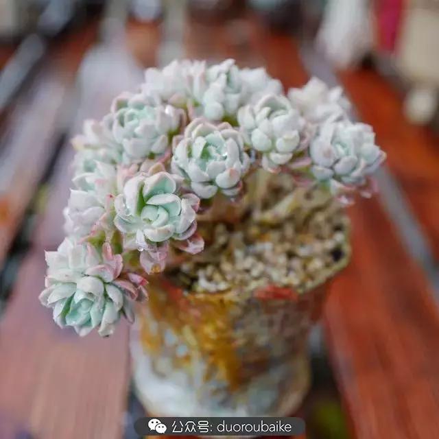 春雨多肉精品,包邮区的多肉