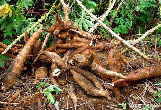 这6种美食建议远离别不当回事,可怕的四种美食一定要小心