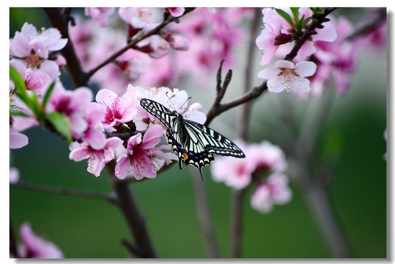 浅谈我所钟爱的《梁祝》，相信你也对其钟爱！