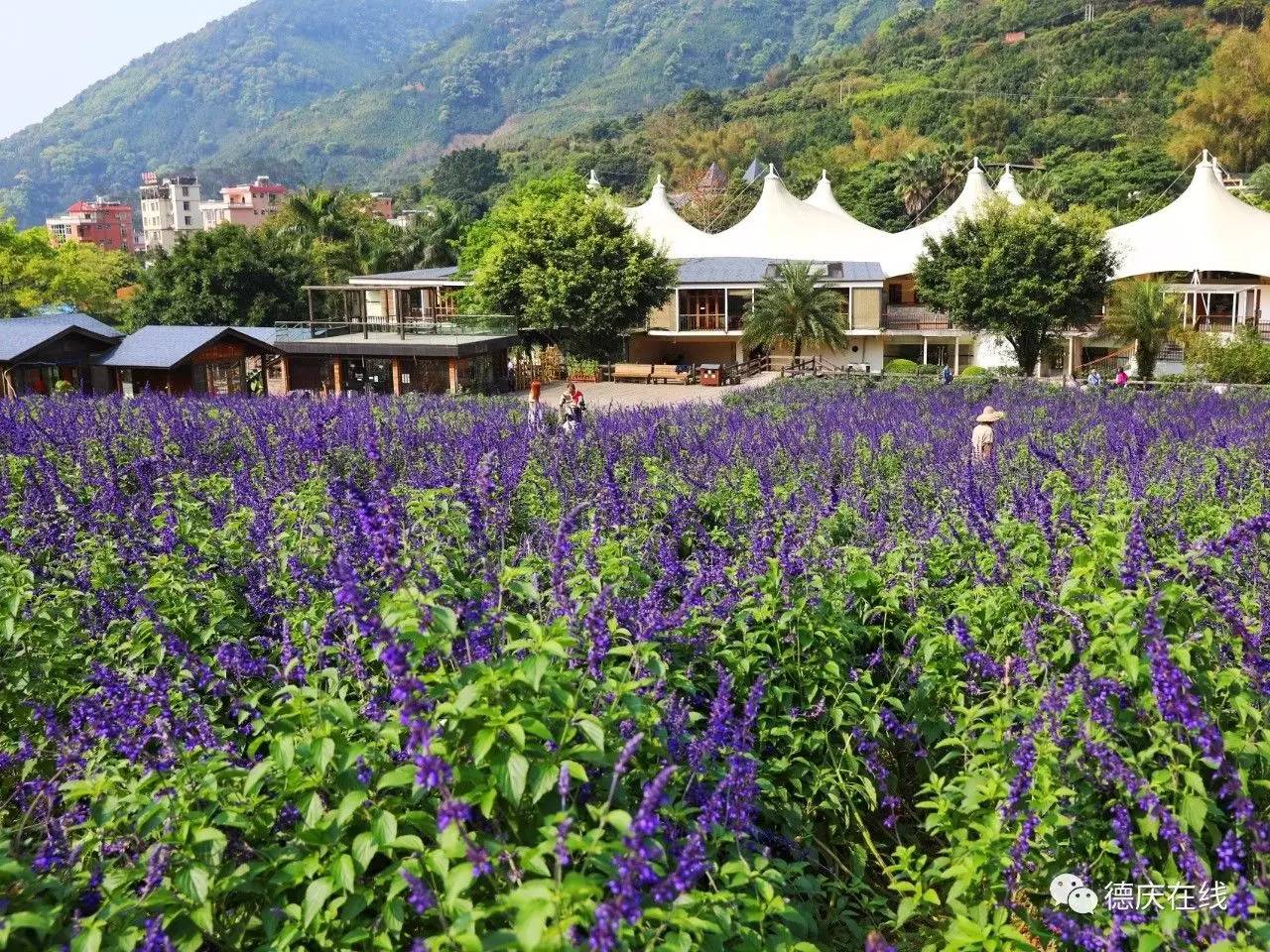 不用去罗平也可以看油菜花,不用去日本也能看的樱花海