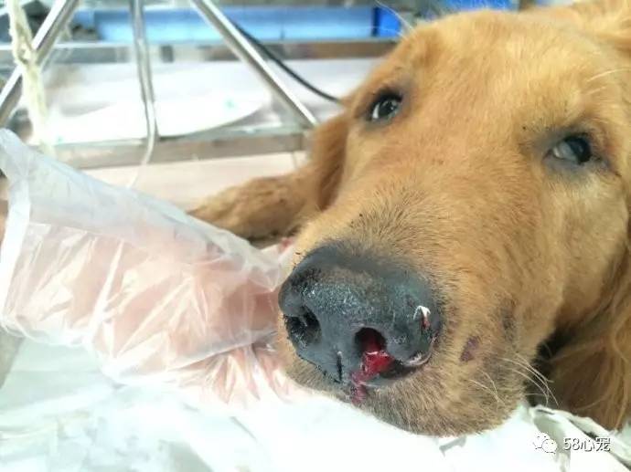 新手养狗把狗养死了好吗,第一次养狗把狗狗养死了