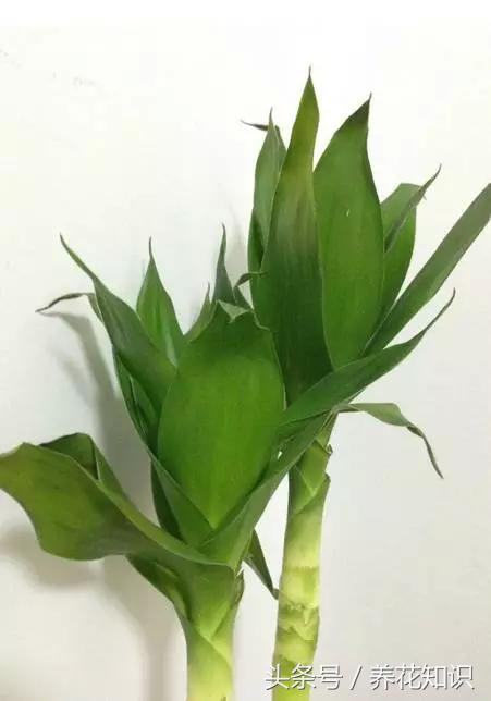 为啥刚买的富贵竹这么旺盛,买回来的富贵竹怎么养