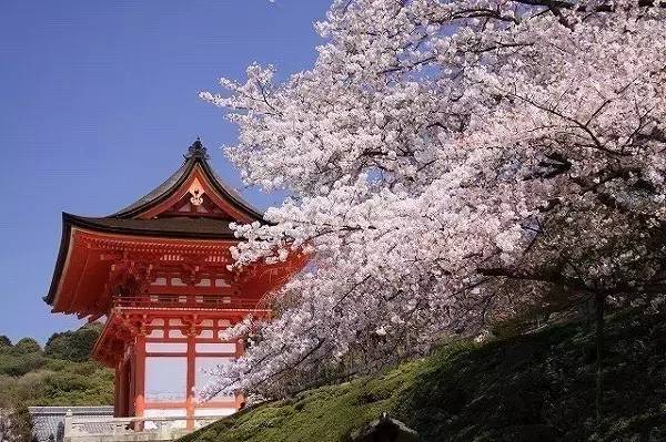 又到一年赏樱时,又到赏樱花拍照季节