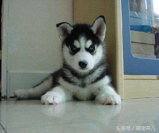 感动:你养过最皮的狗吗?反正我都不好意思说自己养哈士奇!