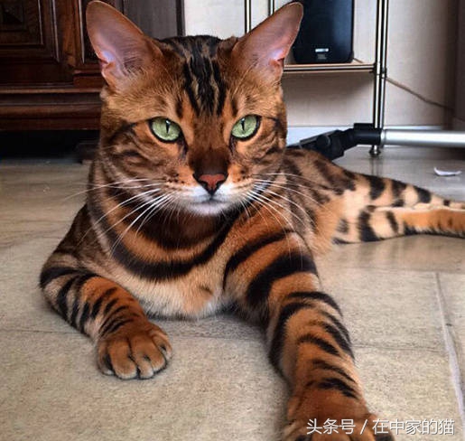 一只叫Thor的孟加拉猫……帅炸!网友直呼买不起