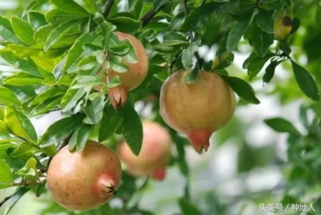 高产突尼斯石榴苗,石榴高产栽培技术要点