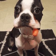 爆笑GIF图片,搞笑gif趣图乒乓球新打法