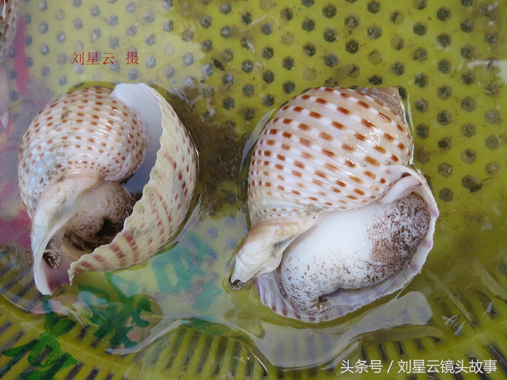 来三亚旅游想吃带壳的海鲜，不当冤大头，要有智慧善挑选和会安排