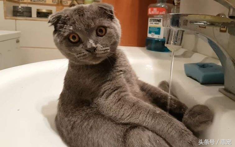 流口水的猫是什么病,猫一直吐黄水不吃饭不喝水没精神