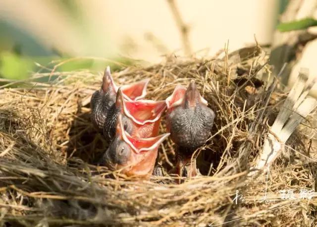 这是一篇只有鸟的美篇，却深深地打动了我