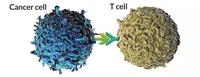 如何激活免疫系统对抗癌细胞,science治癌症