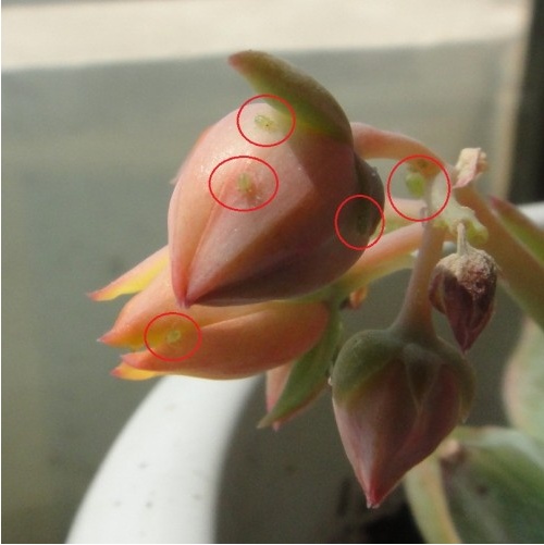 多肉植物如何防治病害,多肉植物病害处理视频