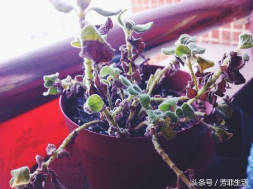 植物到底好不好,养花有多烧钱