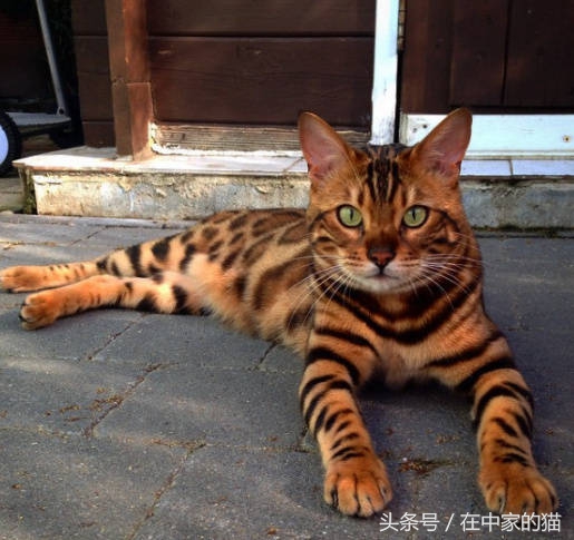 一只叫Thor的孟加拉猫……帅炸！网友直呼买不起