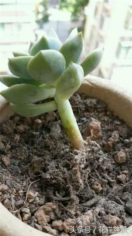 烂根花卉怎么处理,最容易烂根的3种花卉