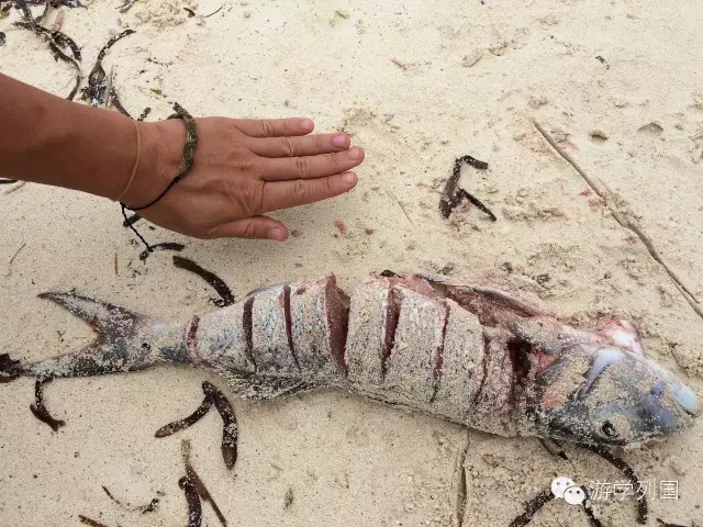 一生必去一次的非洲坦桑尼亚｜回归狂野