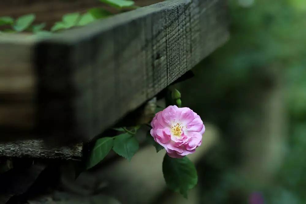 春季繁花盛开诗词,诗词鉴赏品读好诗词