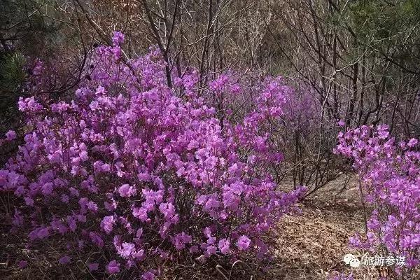 辽源赏花的地方,辽源最佳观花位置