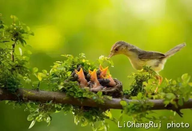 这是一篇只有鸟的美篇，却深深地打动了我