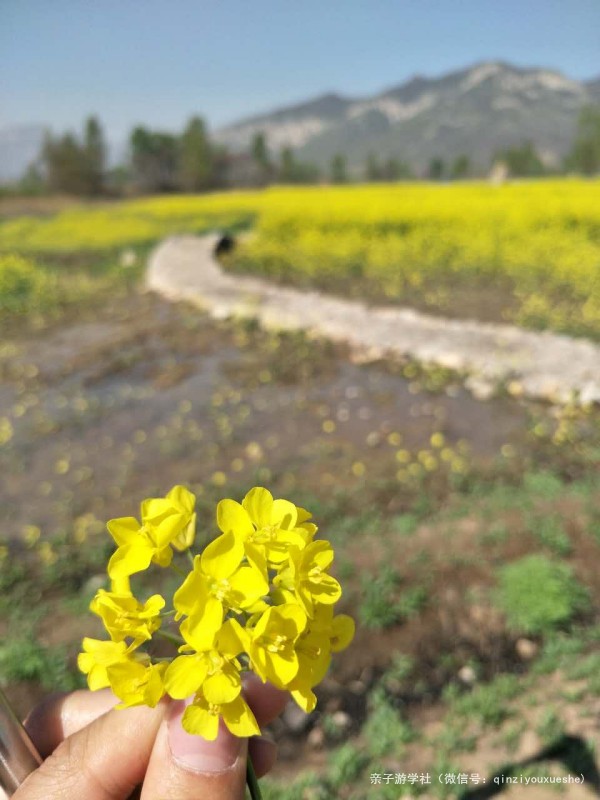 春游记浪漫花季,花谷踏青赏花春游记