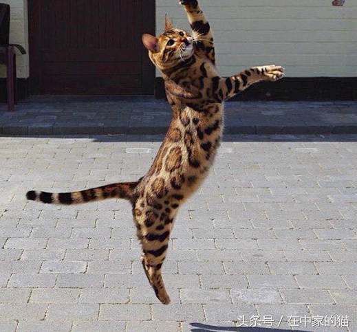 一只叫Thor的孟加拉猫……帅炸!网友直呼买不起