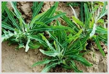 鲅鱼圈附近哪里可以挖野菜,盖州鲅鱼圈挖野菜