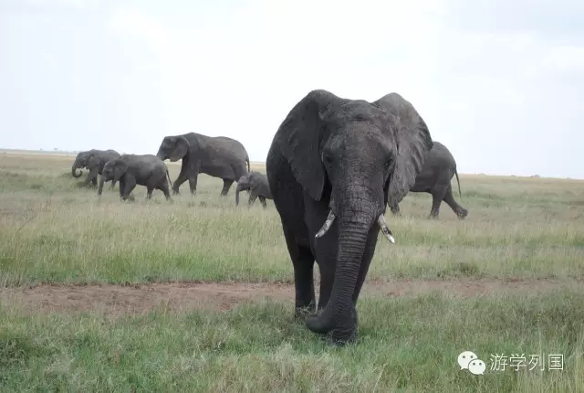 一生必去一次的非洲坦桑尼亚｜回归狂野